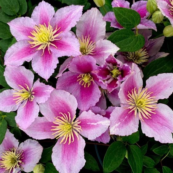 30 เมล็ด คำปองน้อย เคล็มแม็ททิส ราชินีแห่งไม้เลื้อย Clematis Flower Seeds สายพันธุ์ Piilu