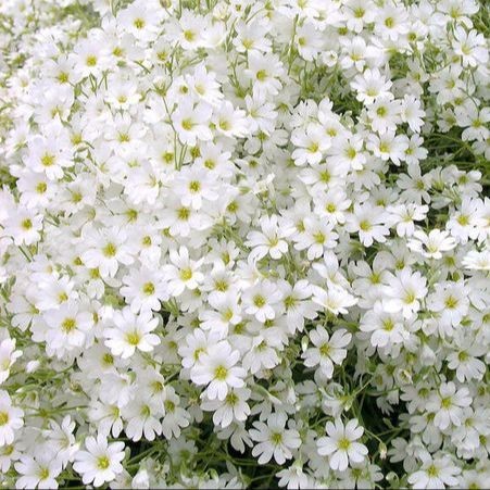100 เมล็ด สโนว์ อิน ซัมเมอร์ หรือ Cerastium tomentosum snow in summer พรมปลูกง่าย ดอกไม้สีขาว