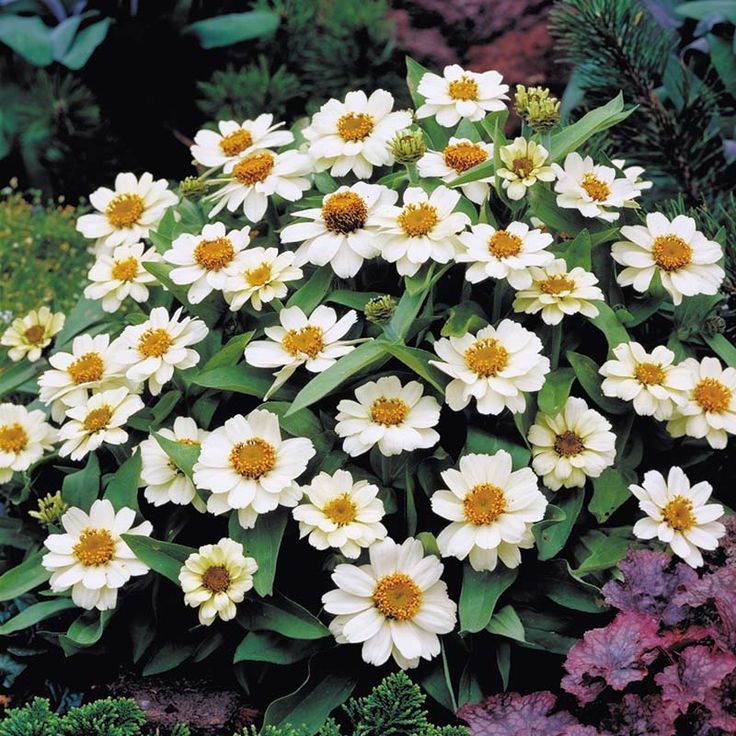 100 เมล็ด ดอกบานชื่น บานชื่นหนู บานชื่นฝรั่ง กระดุม ดอกเล็ก Zinnia Seeds สายพันธุ์กระดุม สีขาว