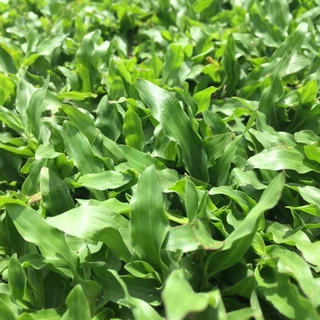 1000 เมล็ด หญ้ามาเลย์ หญ้ามาเลเซีย สนามหญ้าพื้นสวน Grass Seeds