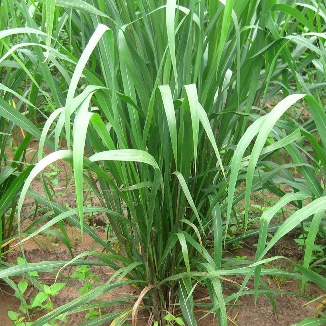 1000 เมล็ด หญ้าเลี้ยงสัตว์ หญ้ากินนี หญ้ากินนีสีม่วง Purple Guinea Grass Seeds