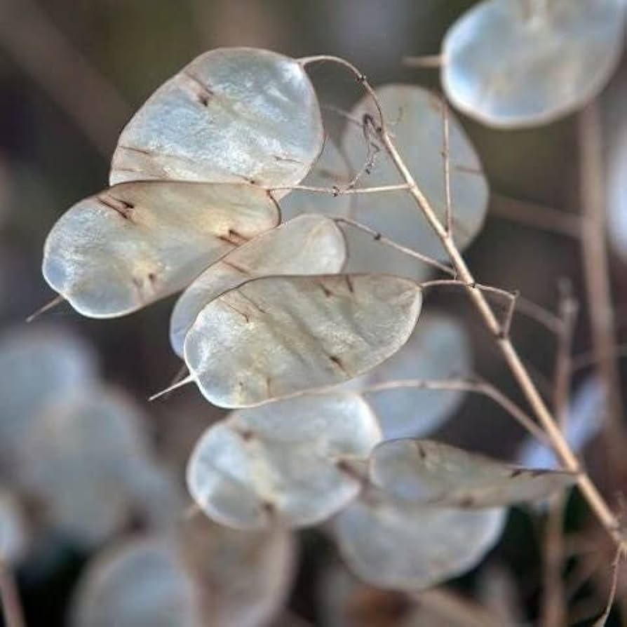 10 เมล็ด ลูนาเรีย ซิลเวอร์ ดอลล่าร์ แพล้นท์ Lunaria Silver Dollar Seeds