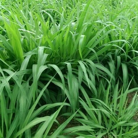 1000 เมล็ด หญ้ารูซี่ ปรับหน้าดิน และ อาหารสัตว์ Brachiaria ruziziensis Seeds