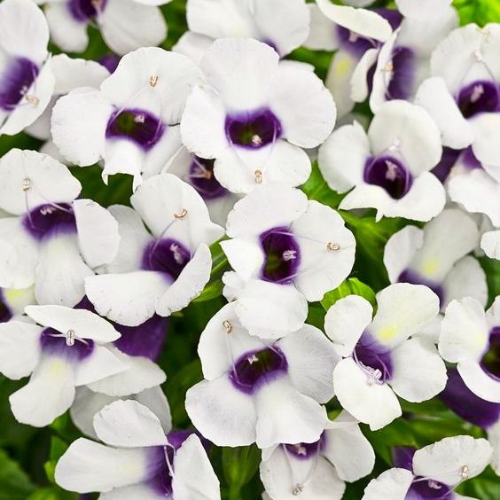 100 เมล็ด ดอกแววมยุรา หญ้าลิ้นเงือก หญ้าลำโพง แววมยุรา ทอรีเนีย Torenia สายพันธุ์ Kauai Purple Lips