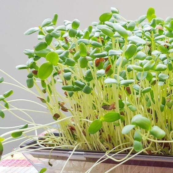 100 เมล็ด เมล็ดพันธุ์ บร็อคโคลี ต้นอ่อน Broccoli Sprouts Microgreen Seeds