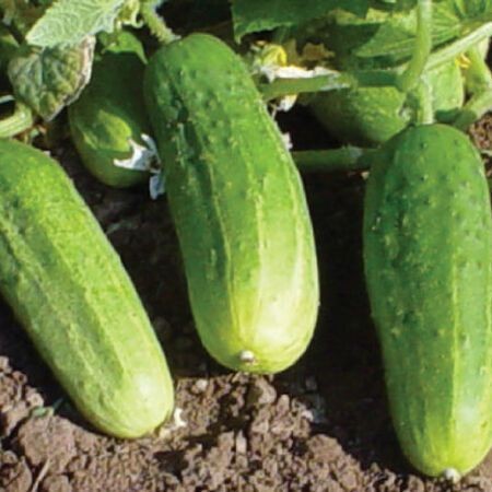30 เมล็ด เมล็ดพันธุ์ แตงกวา แตงขี้ไก่ แตงปี แตงร้าน Non-GMO Cucumber Seeds สายพันธุ์ Pioneer, (F1)
