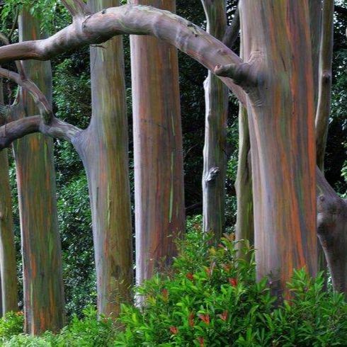 100 เมล็ด ยูคาลิปตัส ยูคาลิปตัสสีรุ้ง Eucalyptus Seeds