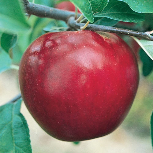 20 เมล็ด แอปเปิ้ล บอนไซ ปลูกง่าย ปลูกในกระถางได้ Apple Seeds สายพันธุ์ Rome Beauty Apple