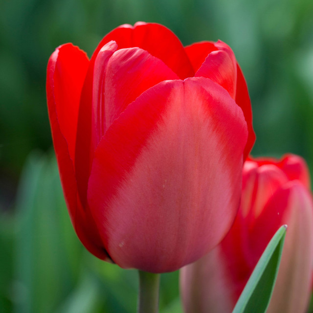 25 เมล็ด ทิวลิป Tulipa สัญลักษณ์ของความรักและความโรแมกติก สายพันธุ์ Tulip Red Impression – โปรปัง
