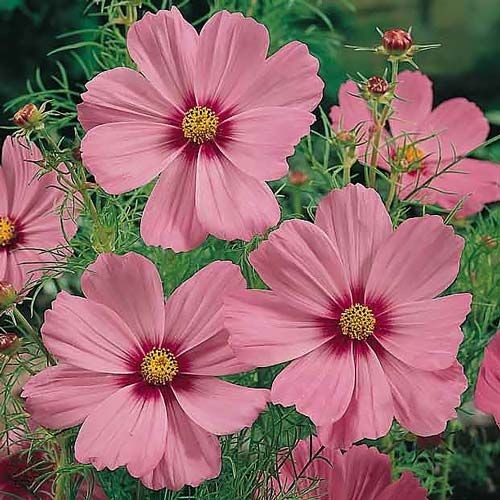 100 เมล็ด ดอกดาวกระจายเซนเซชั่น ดอกคอสมอส (ดาวกระจาย) Cosmos Flower Seeds สายพันธุ์ Gloria Cosmos