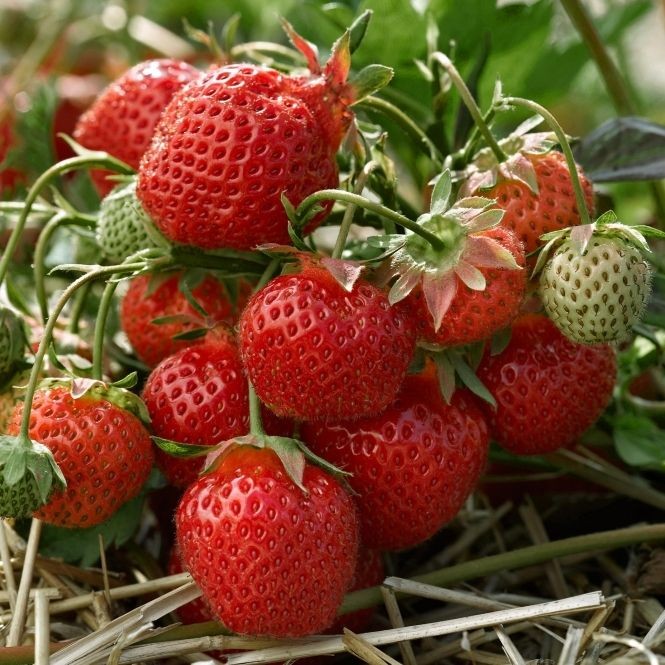 25 เมล็ด สตรอว์เบอร์รี สตรอเบอรี่ Strawberry Seeds สายพันธุ์ Ruby Ann