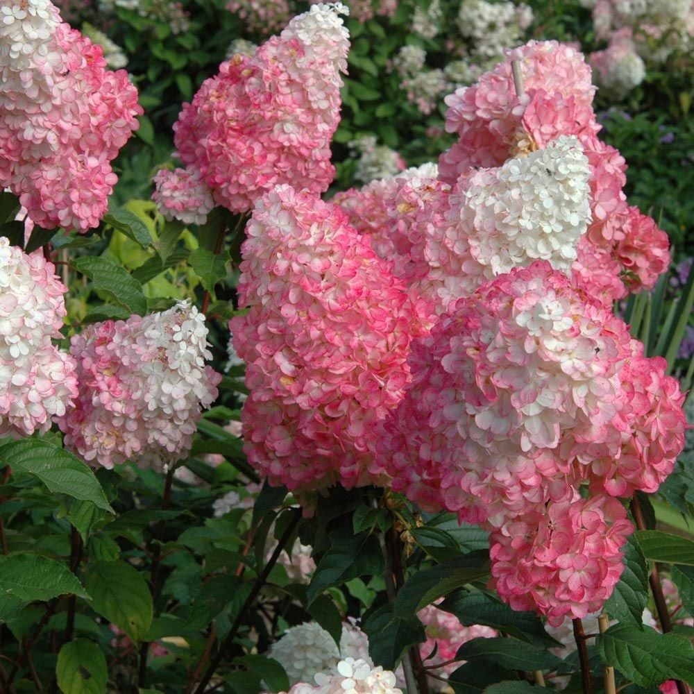 5 เมล็ด ดอกไฮเดรนเจีย ดอกสามเดือน ใช้แทนคำขอบคุณ Hydrangea สายพันธุ์ paniculata Vanilla Strawberry