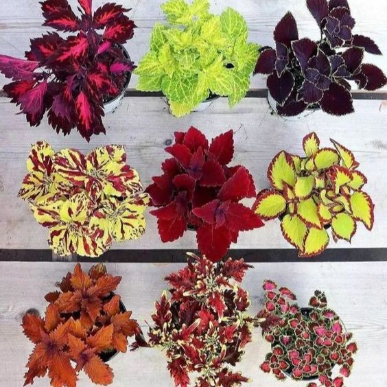 20 เมล็ด ฤษีผสม Coleus ฤๅษีผสม ไม้มงคล ต้นไม้เรียกทรัพย์ คุ้มครอง มีคู่มือปลูก สายพันธุ์ colorful