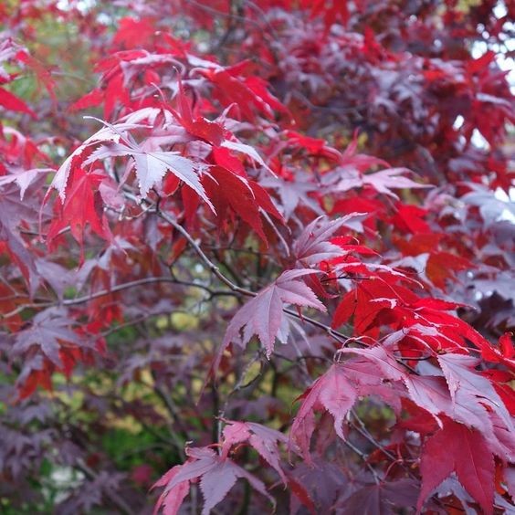 10 เมล็ด ต้นเมเปิ้ลญี่ปุ่น ไม้ประดับ ไม้บอนไซ Japanese Maple Seeds สายพันธุ์ Redleaf Japanese