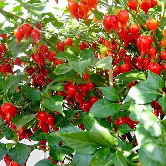 20 เมล็ด พริก Chili pepper Seeds สายพันธุ์ Pearls Biquinho