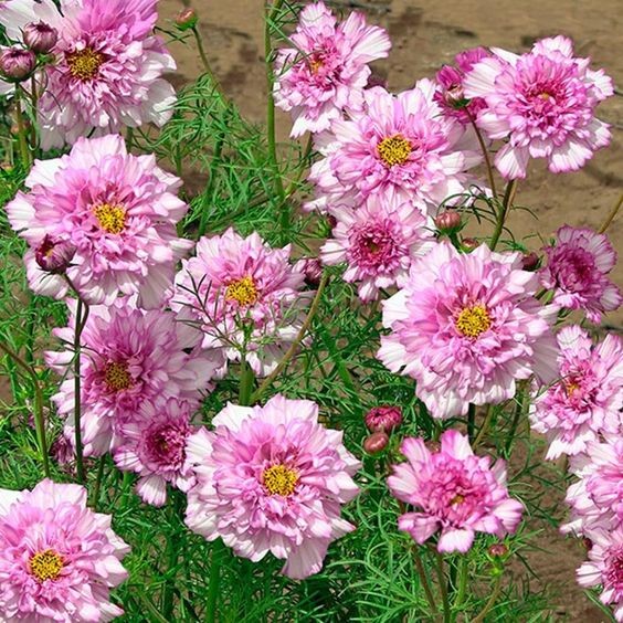 100 เมล็ด ดอกดาวกระจายเซนเซชั่น ดอกคอสมอส (ดาวกระจาย) Cosmos Flower Seeds สายพันธุ์ Double Dutch Ros