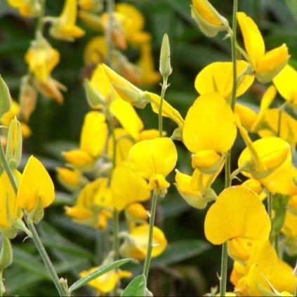 1000 เมล็ด ดอกปอเทือง ปลูกเพื่อเป็นอาหารสัตว์ อุดมไปด้วยวิตามิน หรือนำมาทำเป็นปุ๋ยชั้นดี ดอกสวย sunn hemp