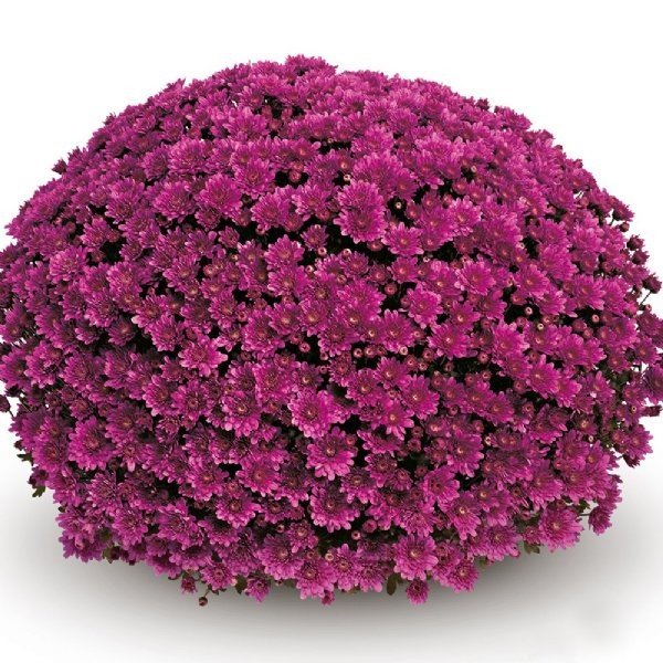100 เมล็ด ดอกเบญจมาศ ดอกมัม Chrysanthemum Flower Seeds สายพันธุ์ Mefisto Purple