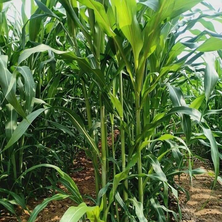 500 เมล็ด หญ้า หญ้าเลี้ยงสัตว์ อาหารสัตว์ Grass Seeds หญ้าสวีทจัมโบ้ Sweet Jumbo