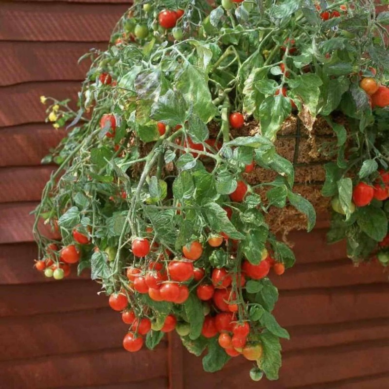 30 เมล็ด มะเขือเทศ สายพันธุ์นอก เมล็ดผัก Tomato Seeds สายพันธุ์ RED & YELLOW TUMBLING TOM
