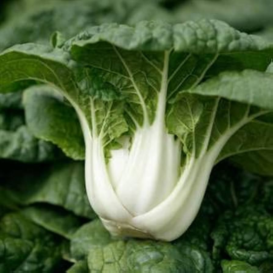 100 เมล็ด เมล็ดพันธุ์ กวางตุ้งฮ่องเต้ไทนี่ Tiny Bok Choy Seeds