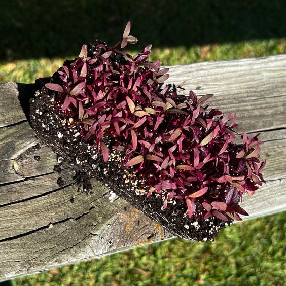 200 เมล็ด เมล็ดพันธุ์ ต้นอ่อนผักโขมแดง red amaranth microgreen seeds