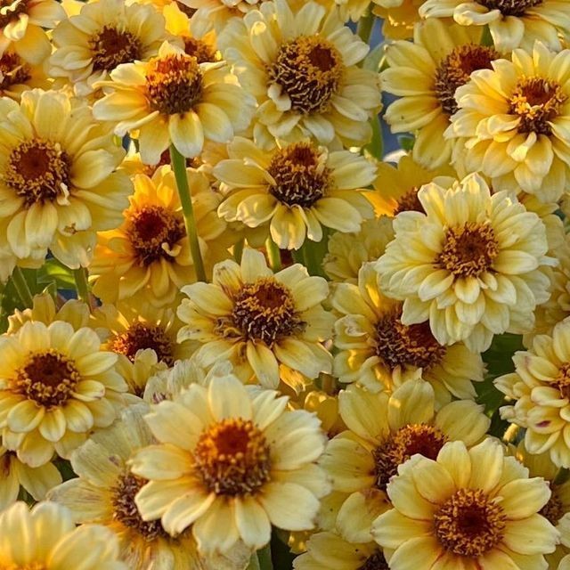 100 เมล็ด ดอกบานชื่น บานชื่นหนู บานชื่นฝรั่ง กระดุม ดอกเล็ก Zinnia Seeds สายพันธุ์กระดุม สีเหลืองทอง