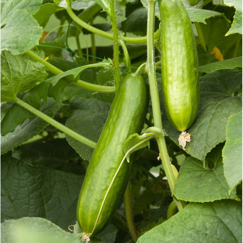 30 เมล็ด แตงกวา สายพันธุ์นอก สวนครัว Organic Cucumber Seeds สายพันธุ์ Muncher Cucumber