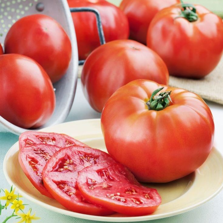 20 เมล็ด มะเขือเทศ มะเขือส้ม Tomato Seeds สายพันธุ์ Hybrid Beef Steak