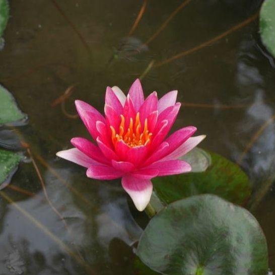 5 เมล็ด ดอกบัว บัว ปทุมชาติ บัวฝรั่ง Lotus Waterlily Seeds สายพันธุ์ วิลเลี่ยม ฟอลคอเนอร์
