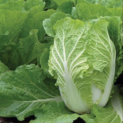 1000 เมล็ด ผักกาดขาวใหญ่ หัวใหญ่ สายพันธุ์จีน ใหญ่พิเศษ Chinese Cabbage Seeds