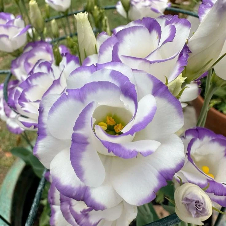 20 เมล็ด ลิเซียนทัส กุหลาบไร้หนาม กุหลาบเวียดนาม อัสโตม่า Eustoma ดอกสีม่วงขาว