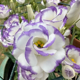 20 เมล็ด ลิเซียนทัส กุหลาบไร้หนาม กุหลาบเวียดนาม อัสโตม่า Eustoma ดอกสีม่วงขาว