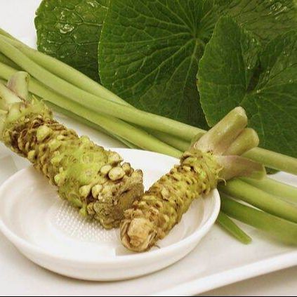 25 เมล็ด วาซาบิ ต้นวาซาบิ หรือ ฮอร์สแรดิชญี่ปุ่น Japanese horseradish Wasabi Seeds