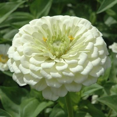 100 เมล็ด บานชื่น บานชื่นฝรั่ง Zinnia Seeds สายพันธุ์ Giant White