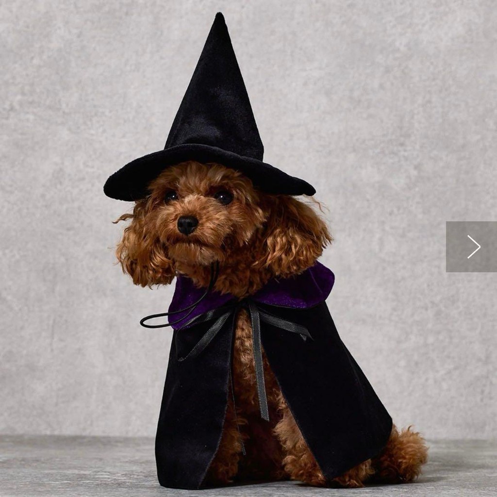 【Direct from Japan】3coins ชุดแม่มดสามเหรียญ【Japan Exclusive】