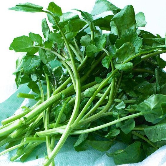 100 เมล็ด ผักน้ำ ผักน้ำเบตง วอเตอร์เคส Water Cress Seeds