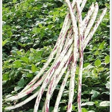 30 เมล็ด ถั่วฝักยาวลายเสือพราน ขึ้นไว ผลดก