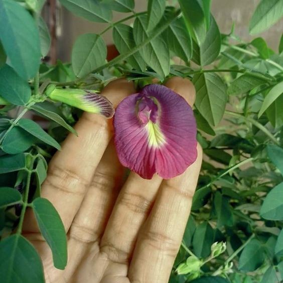 20 เมล็ด ดอกอัญชัน เมล็ดดอกไม้ ปลอดสาร Butterfly pea flower seeds สีแดง