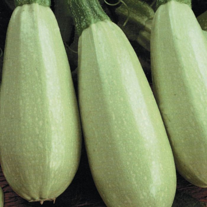 10 เมล็ด เมล็ดพันธุ์ ซูกินี บวบฝรั่ง คอร์เกตต์ Zucchini Seeds สายพันธุ์ Magda