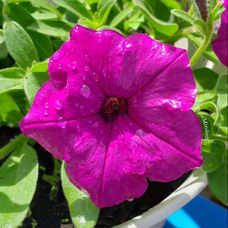 100 เมล็ด พิทูเนีย Petunia Grandiflora สายพันธุ์ Majestic Magenta