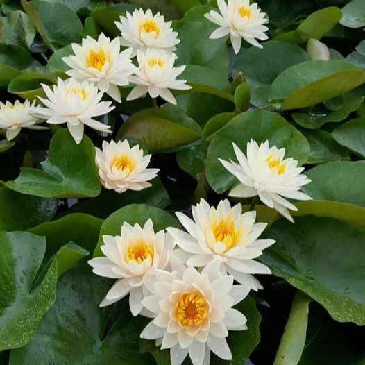 5 เมล็ด ดอกบัว บัว สัตตบงกช สัตตบุษบ์ อุบล ปทุมชาติ บัวฝรั่ง Lotus Seeds สายพันธุ์ Peach Glow พีชโกลว์