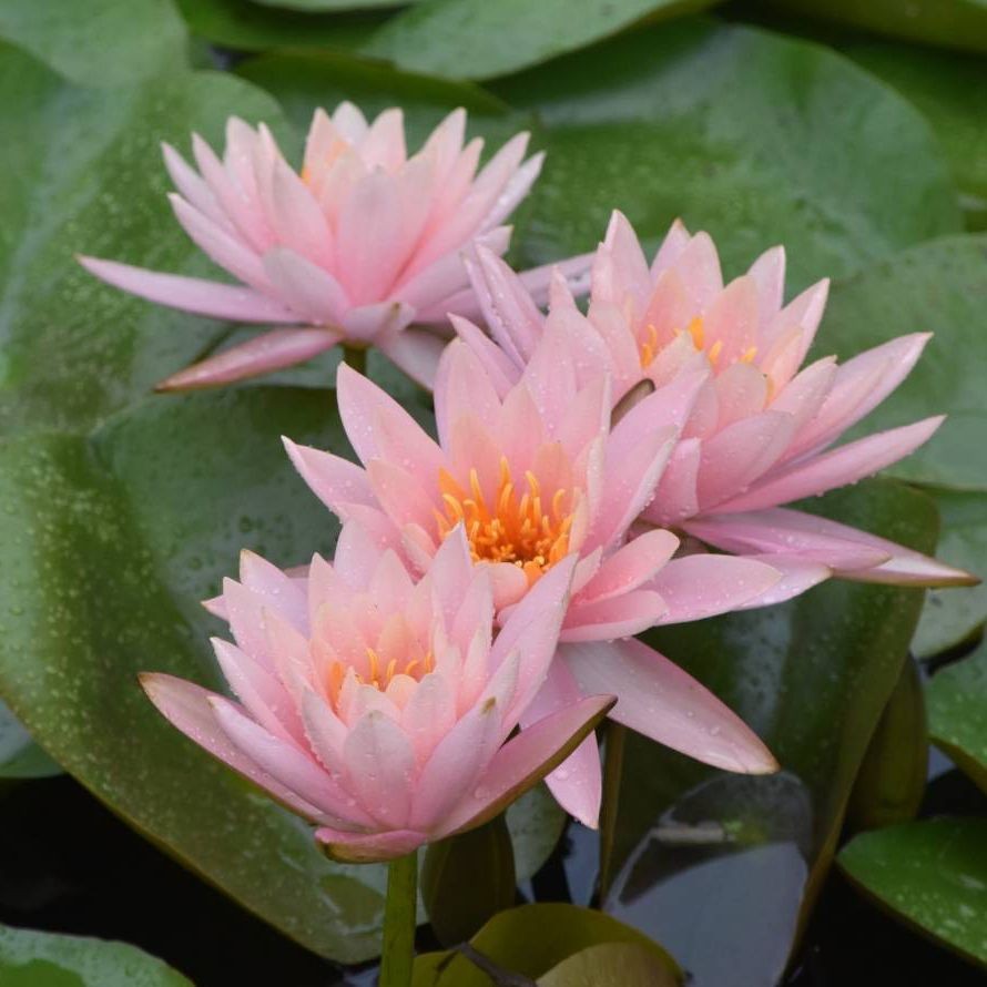 5 เมล็ด  ดอกบัว บัว สัตตบงกช สัตตบุษบ์ อุบล ปทุมชาติ บัวฝรั่ง Lotus Seeds สายพันธุ์ โคโลราโด