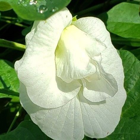 20 เมล็ด ดอกอัญชัน ดอกไม้สวรรค์ ผักออแกนิค สวนครัว ปลูกในกระถางได้ Vegetable Seeds สีขาว