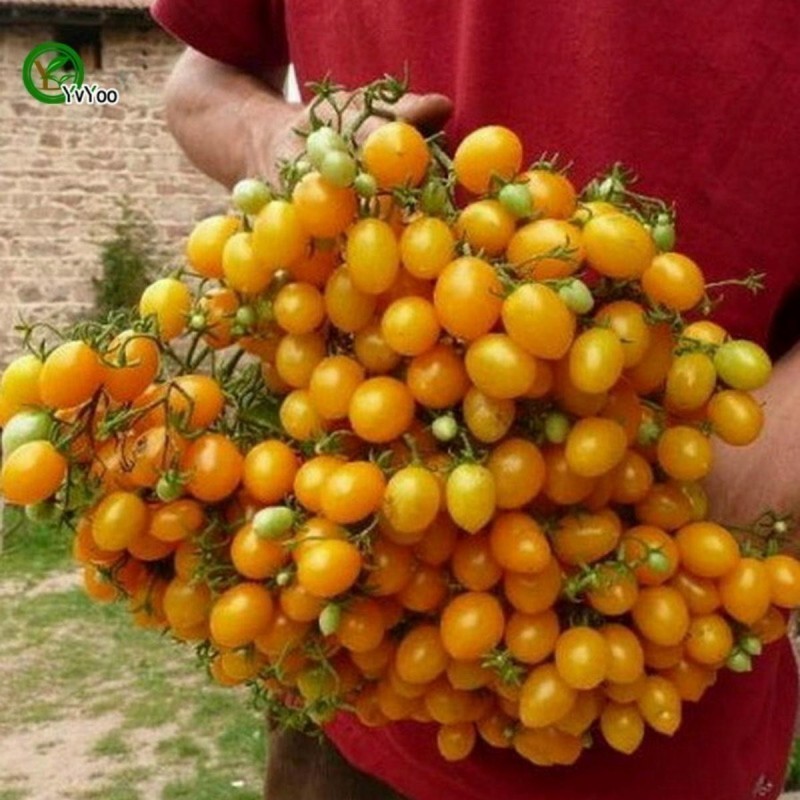 30 เมล็ด มะเขือเทศ เมล็ดพันธุ์ผัก Tomato Seeds สายพันธุ์ YELLOW ILDI TOMATO