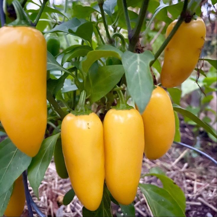20 เมล็ด เมล็ดพันธุ์ พริก Chili pepper Seeds สายพันธุ์ Lemon Spice Jalapeno