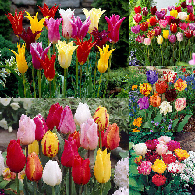 20 เมล็ด ดอกไม้ ทิวลิป Tulipa Seeds สายพันธุ์ Tulip Mixtures Collection