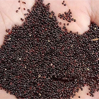 500 เมล็ด ผักโขม ผักขม Amaranthus Seeds สายพันธุ์ ผักโขมก้านชมพู