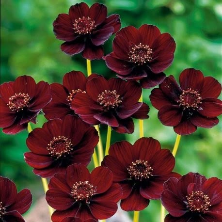 100 เมล็ด ดาวกระจาย คำแพ คำเมืองไหล คำอังวะ คอสมอส ดาวเรืองพม่า Cosmos Seeds ดอกสีช็อกโกแลต