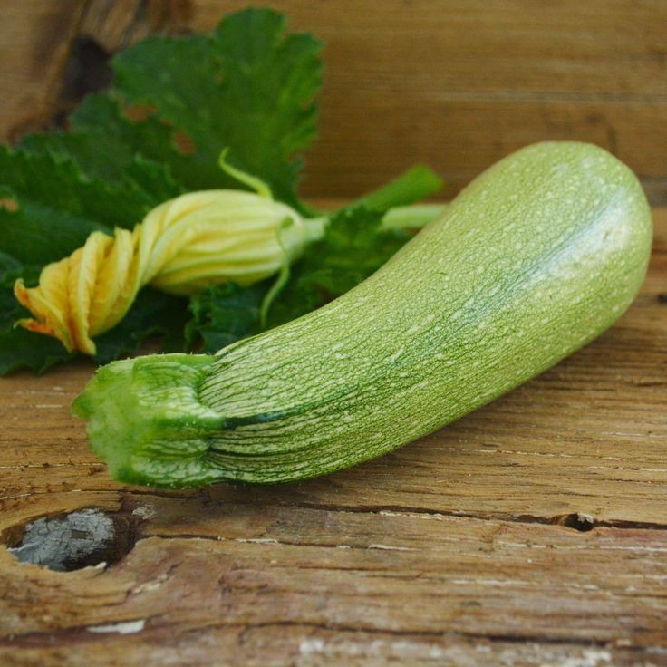10 เมล็ด เมล็ดพันธุ์ ซูกินี บวบฝรั่ง หรือ คอร์เกตต์ (courgette) Zucchini Seeds สายพันธุ์ Grey Zucchi